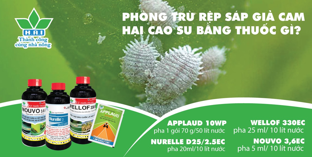 PHÒNG TRỪ RỆP SÁP GIẢ CAM HẠI CAO SU BẰNG THUỐC GÌ?