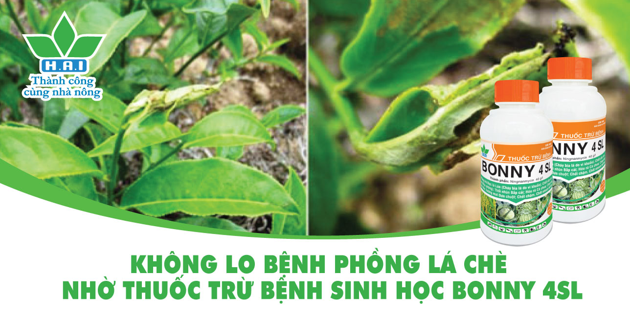 KHÔNG LO BỆNH PHỒNG LÁ CHÈ NHỜ THUỐC TRỪ BỆNH SINH HỌC BONNY 4SL