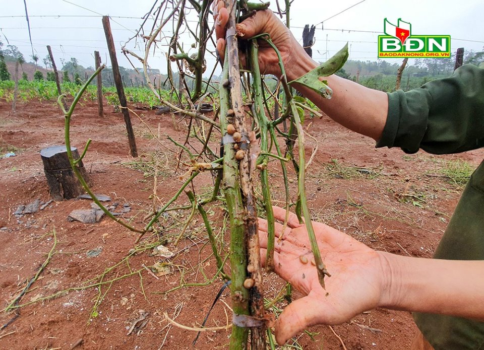 ỐC SÊN NHỎ PHÁ HOẠI CÂY TRỒNG Ở QUẢNG TÂM, ĐẮC NÔNG