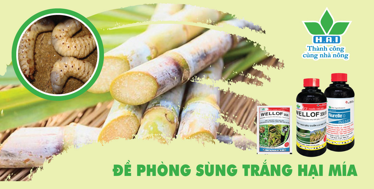 ĐỀ PHÒNG SÙNG TRẮNG HẠI MÍA