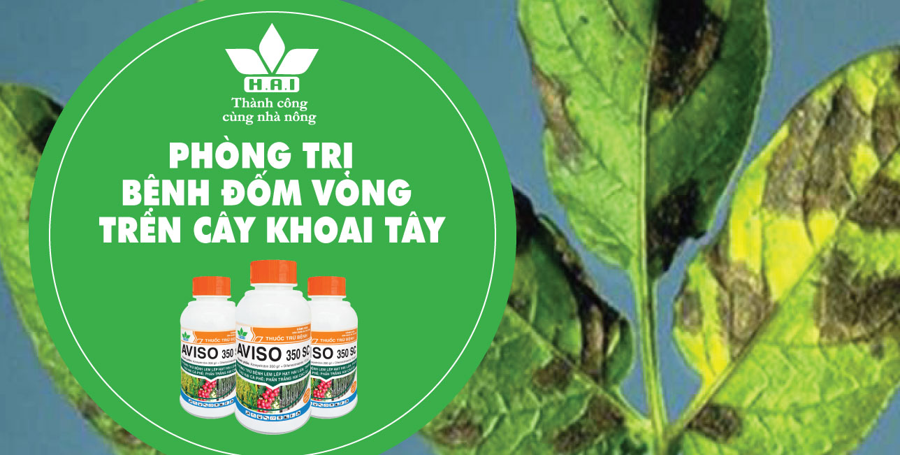 PHÒNG TRỊ BỆNH ĐỐM VÒNG TRÊN CÂY KHOAI TÂY