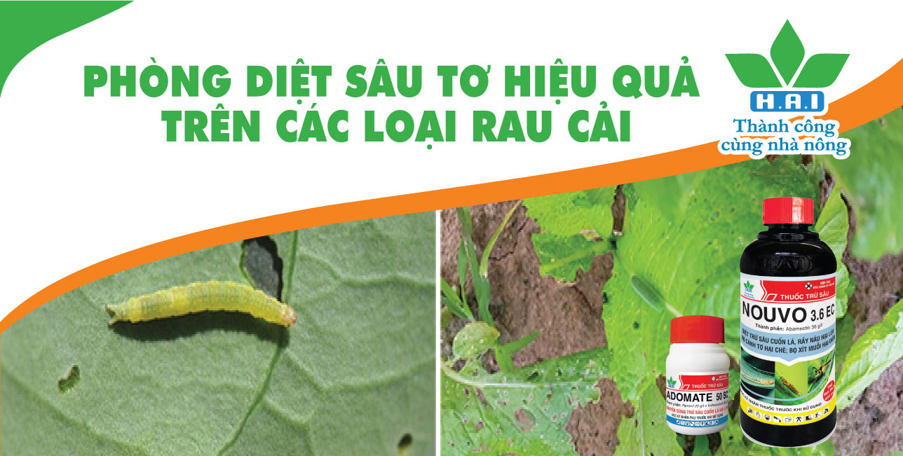 PHÒNG DIỆT SÂU TƠ HIỆU QUẢ TRÊN CÁC LOẠI RAU CẢI.