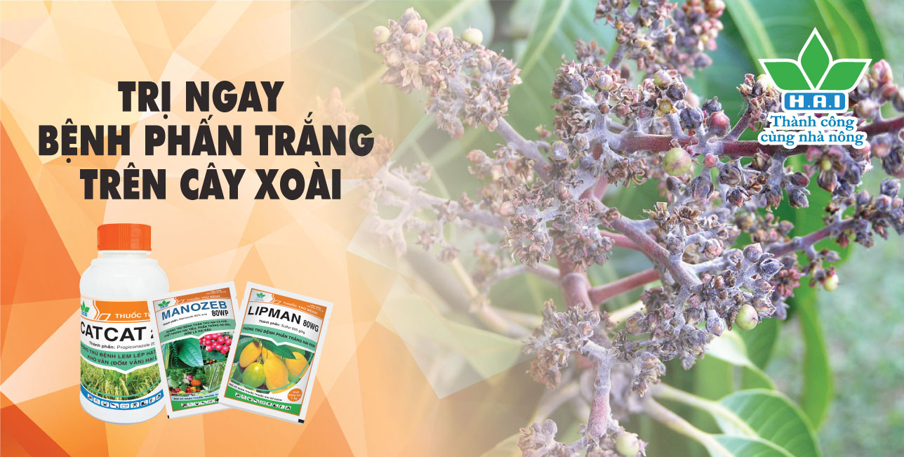 TRỊ NGAY BỆNH PHẤN TRẮNG TRÊN CÂY XOÀI