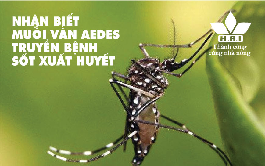 NHẬN BIẾT MUỖI VẰN AEDES HÚT MÁU TRUYỀN BỆNH SỐT XUẤT HUYẾT CHO CON NGƯỜI