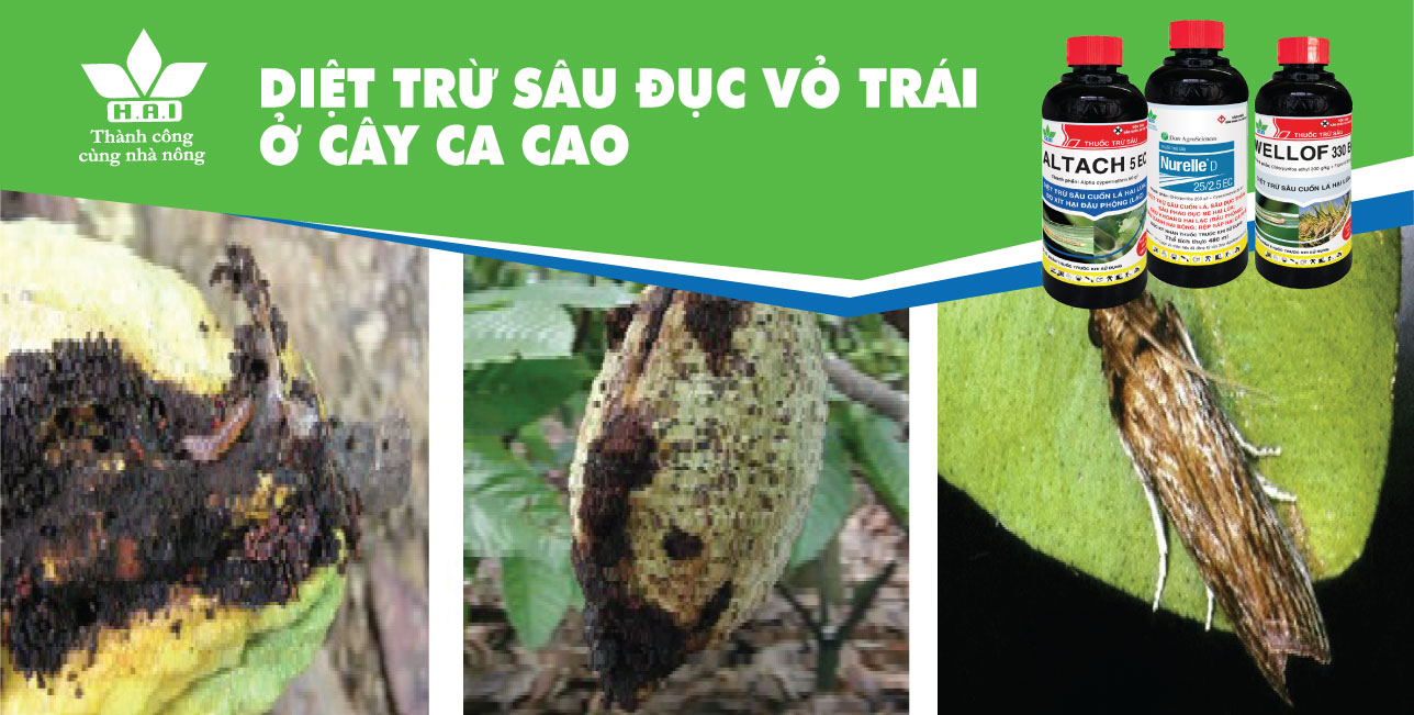 DIỆT TRỪ SÂU ĐỤC VỎ TRÁI Ở CÂY CA CAO