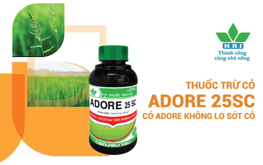 CÓ ADORE 25SC KHÔNG LO SÓT CỎ LỒNG VỰC (CỎ GẠO)