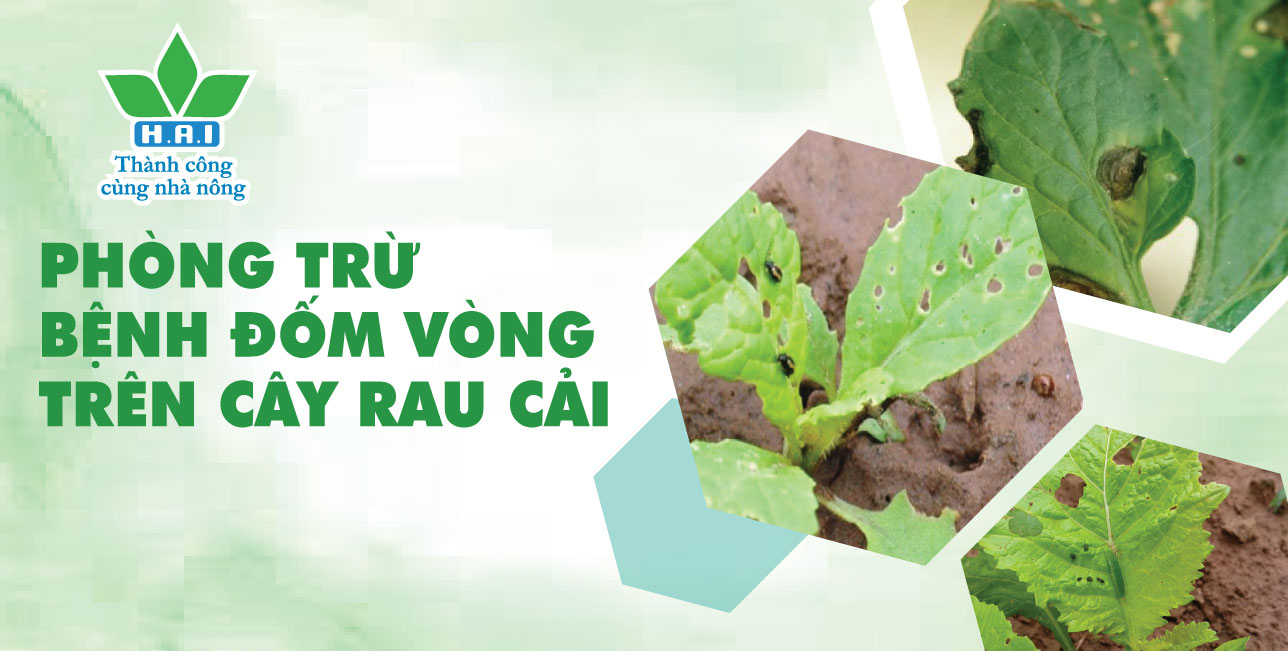 PHÒNG TRỪ BỆNH ĐỐM VÒNG TRÊN CÂY RAU CẢI