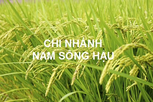 Chi Nhánh Nam Sông Hậu